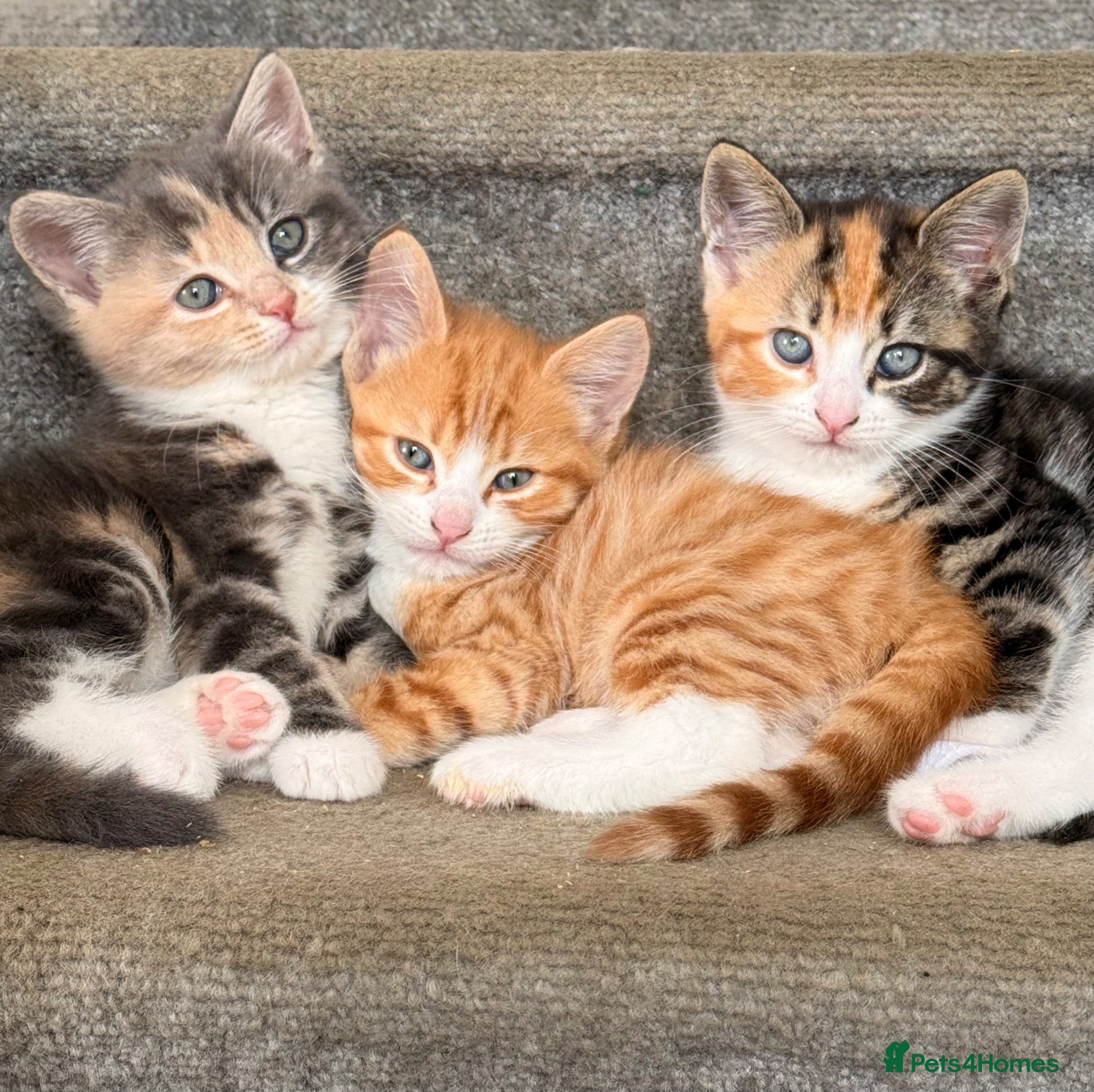 Mixed Breed cats 3 Kittens looking for their families  - Advert 2