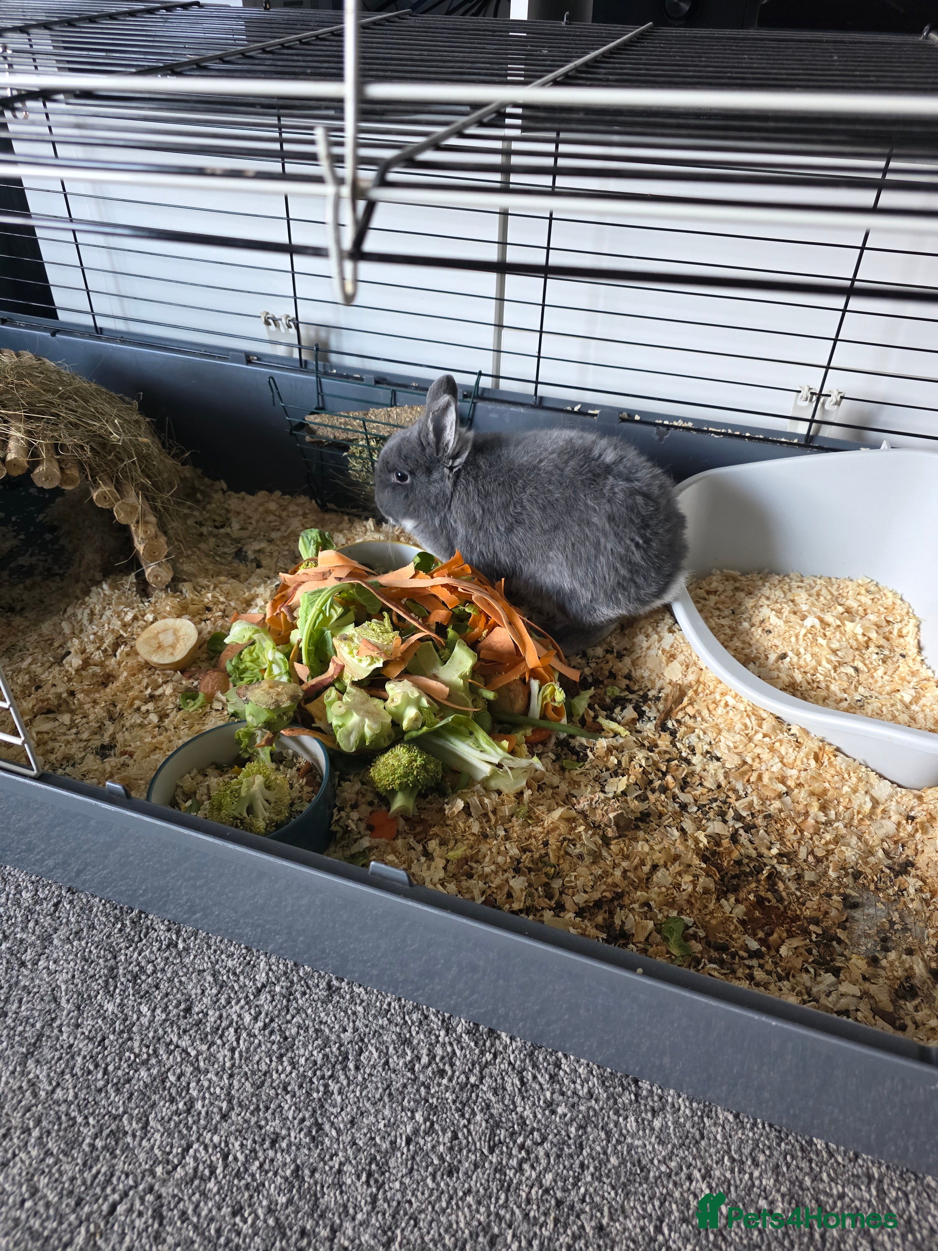 Netherland Dwarf rabbits Netherland dwaf  - Advert 1