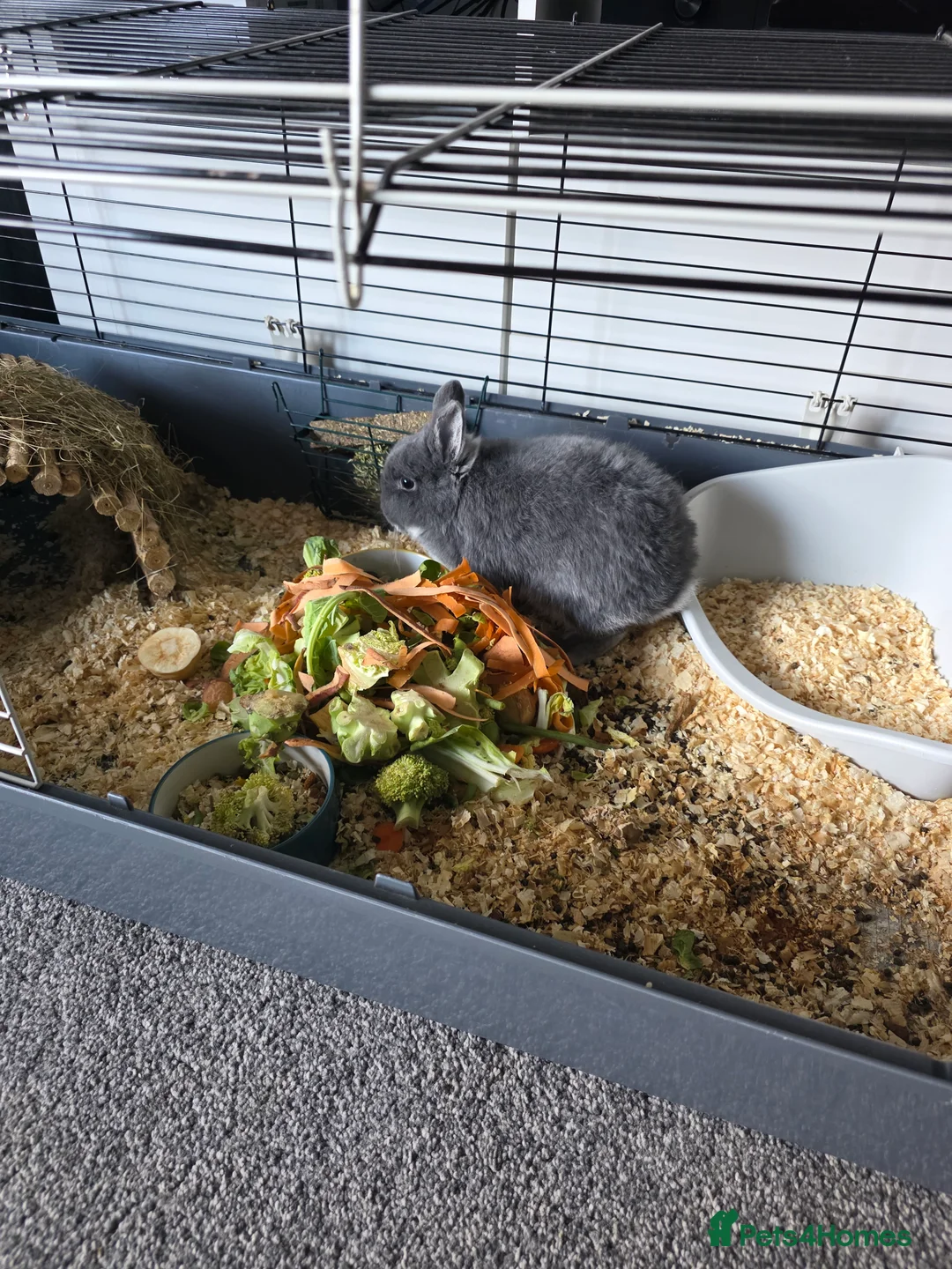 Netherland Dwarf rabbits for sale: Netherland dwaf  - Advert 1