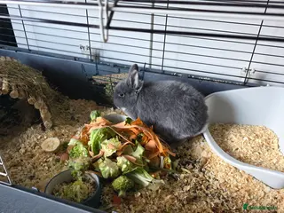 Netherland Dwarf rabbits Netherland dwaf - Advert 2