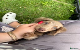 Miniature Dachshund dogs for sale: Miniature dachshund puppies  - Image 4
