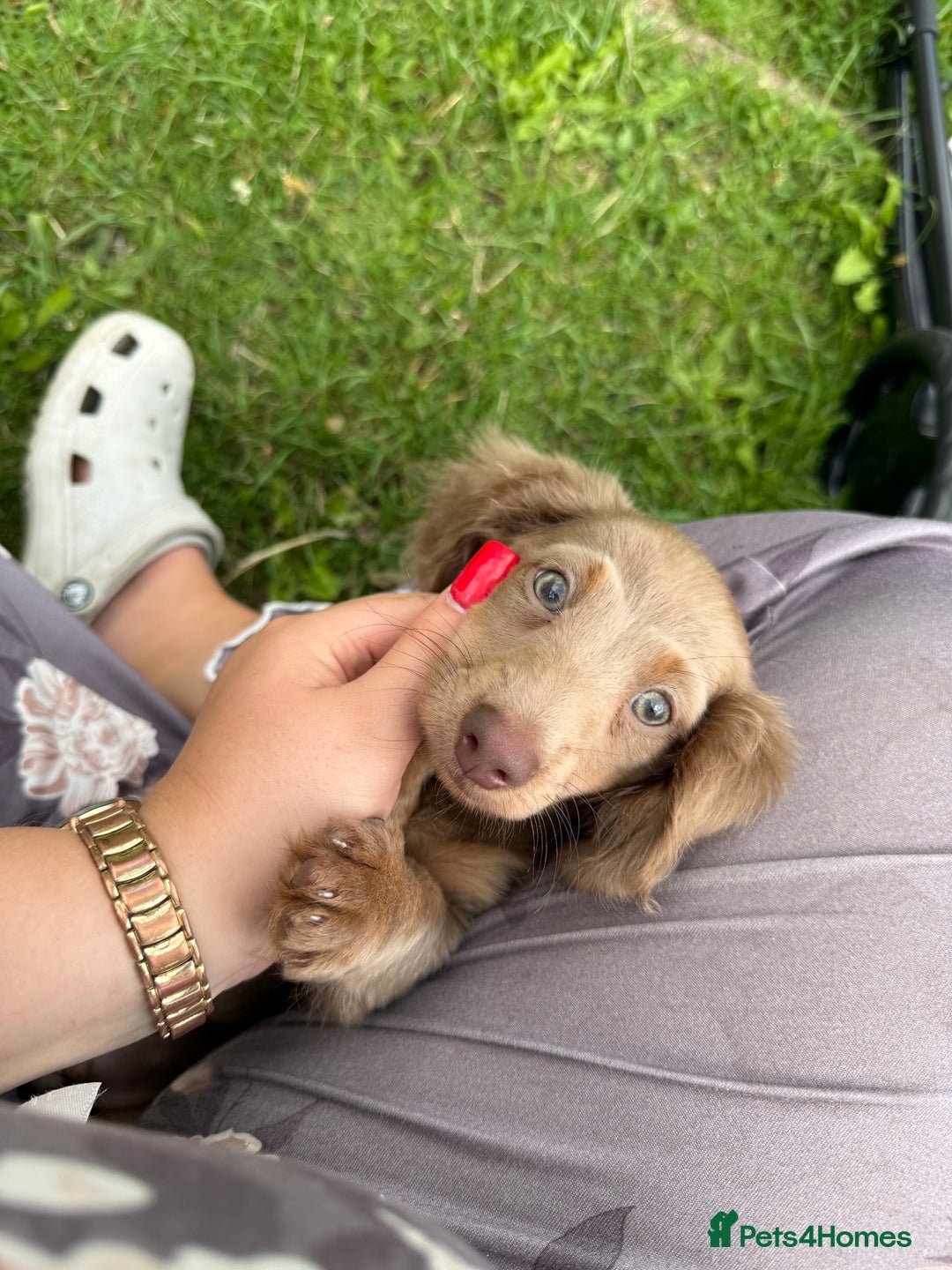 Miniature Dachshund dogs for sale: Miniature dachshund puppies  - Image 4