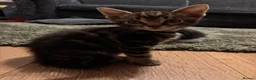 Mixed Breed cats for sale: Adorable kittens for sale  - Advert 26