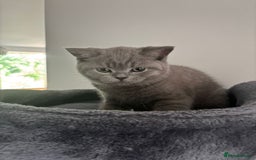 British Shorthair cats for sale: Blue British short hair kittens  in Braintree - Image 22