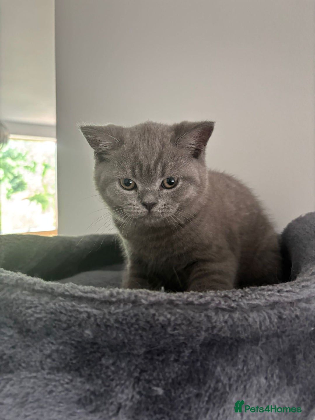 British Shorthair cats for sale: Blue British short hair kittens  in Braintree - Image 22