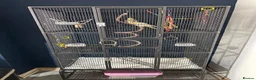Cockatiels birds for sale: Cockertiels for rehoming in Bedale - Advert 5