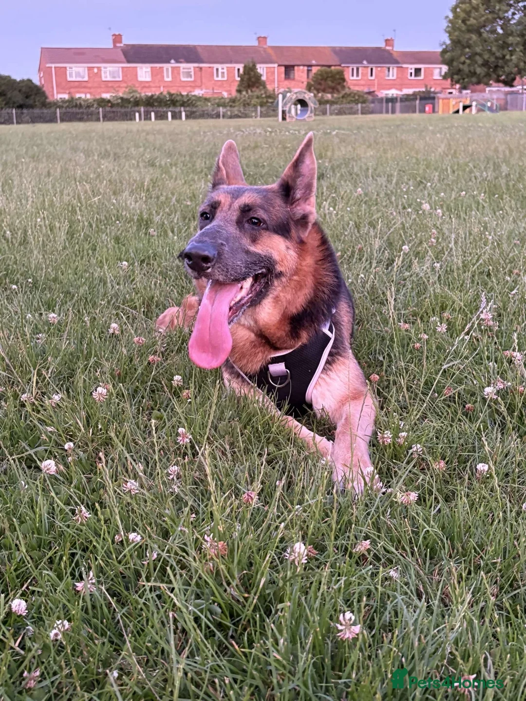 German Shepherd dogs for sale: River  - Advert 1