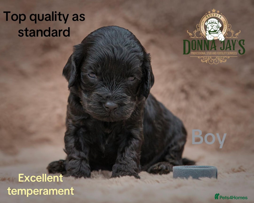 Cavapoo dogs for sale: DONNAJAYS Cavapoo’s  - Image 4