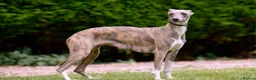 Whippet dogs for sale: Whippets  - Advert 6