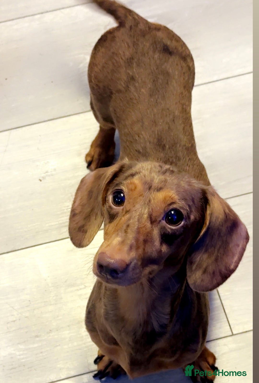 Dachshund dogs for sale: Dachshund puppies  - Image 5