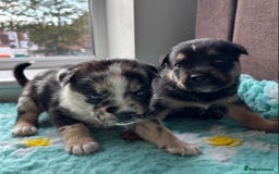 English Bulldog dogs for sale:  Bulldog puppy’s  - Image 3