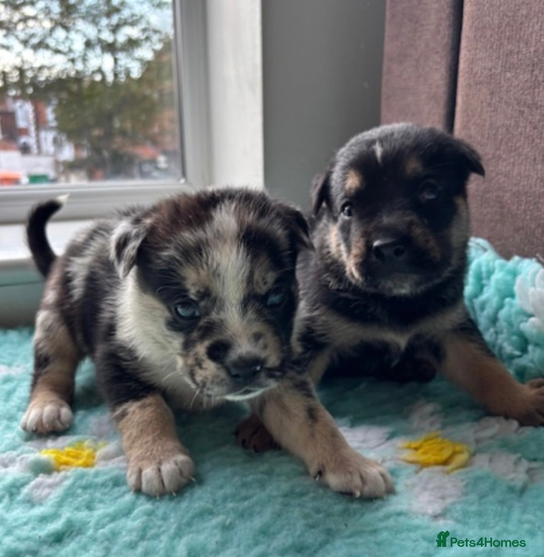 English Bulldog dogs for sale:  Bulldog puppy’s  - Image 3
