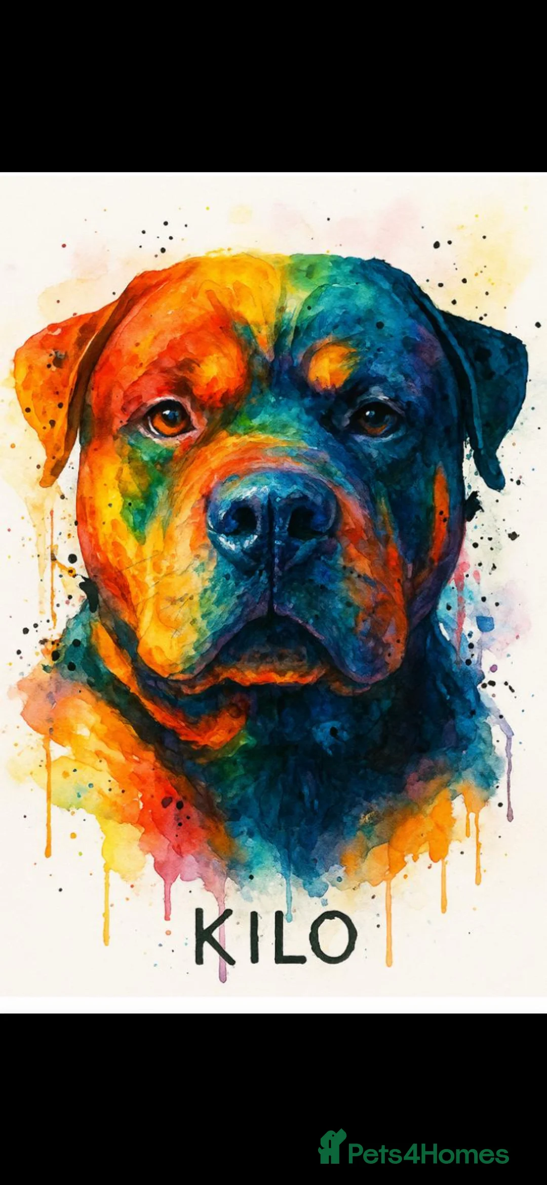 Rottweiler dogs for stud: Beautiful Rottweiler for stud   in Luton - Advert 1