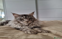 Maine Coon cats for sale: TICA - Maine Coon – 5 Boys Looking for Loving Home - Image 24