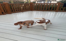 Cavalier King Charles Spaniel dogs for sale: Ruby girl for sale  - Image 2