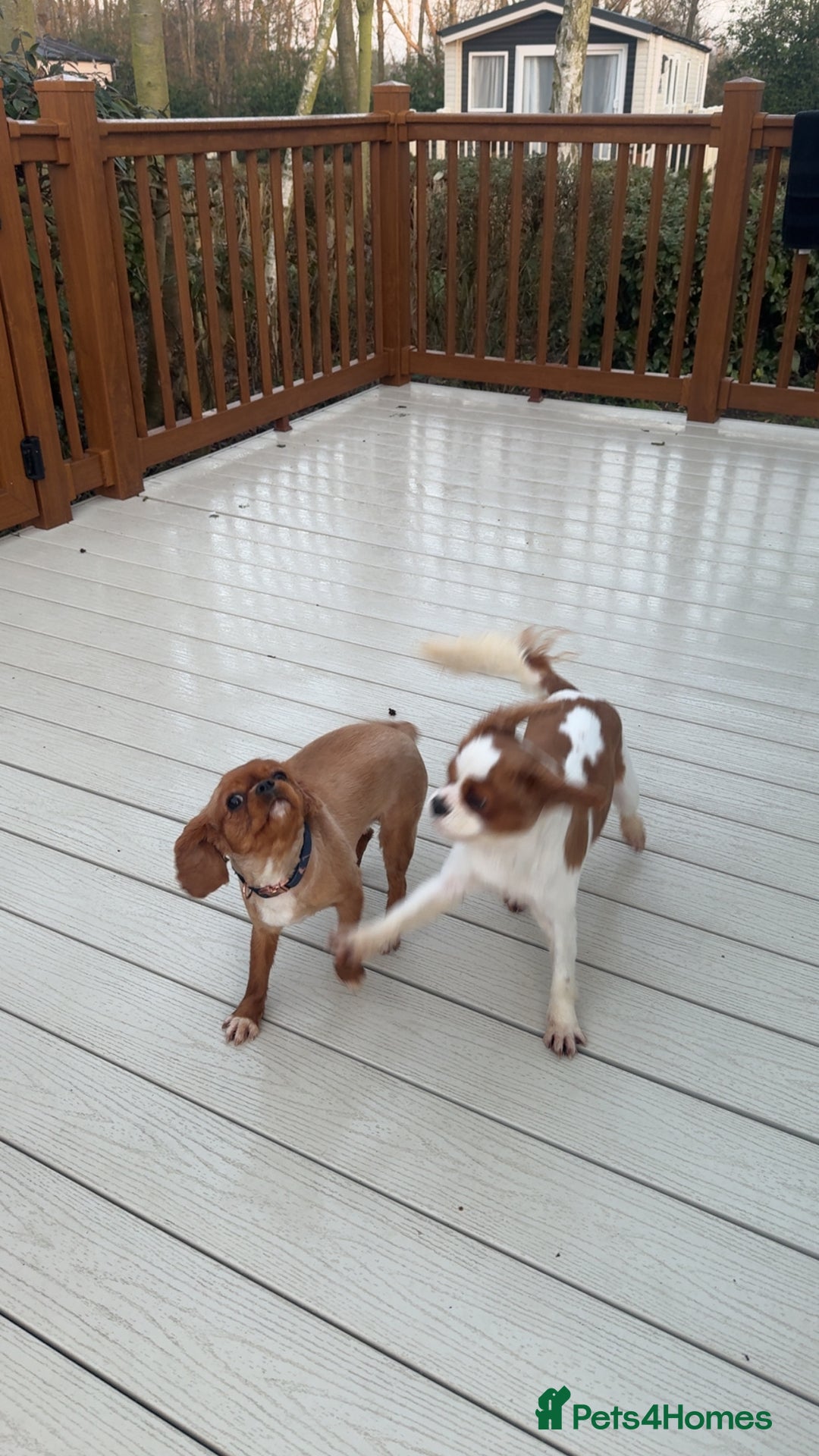 Cavalier King Charles Spaniel dogs for sale: Ruby girl for sale  - Image 2