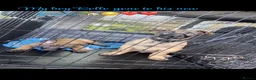 Belgian Shepherd Dog dogs for sale: Belgian Malinois pups ready to leave  - Advert 9