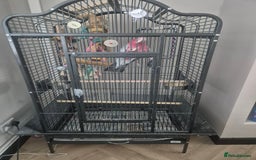 Parrots birds for sale: Galah cockatoo - Image 2