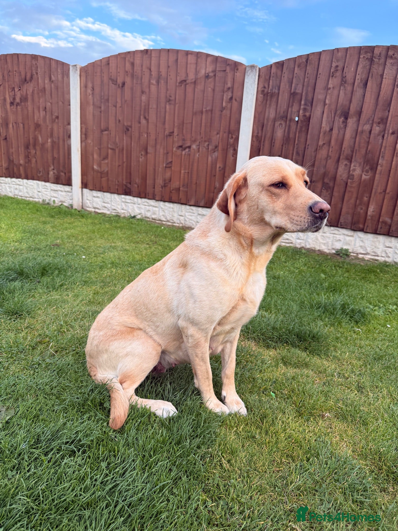 Labrador Retriever dogs Full Pedigree Fox Red and Yellow Labrador Pups - Advert 15