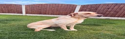 Labrador Retriever dogs for sale: Full Pedigree Fox Red and Yellow Labrador Pups - Advert 7