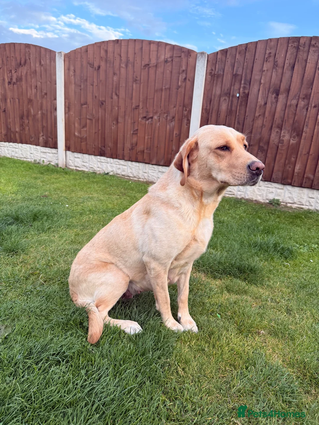 Labrador Retriever dogs for sale: Full Pedigree Fox Red and Yellow Labrador Pups - Advert 7
