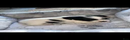 Jack Russell dogs for sale: Hayley smith - Advert 14