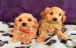 Cavapoochon dogs for sale: Cavapoonchon puppies  - Image 2