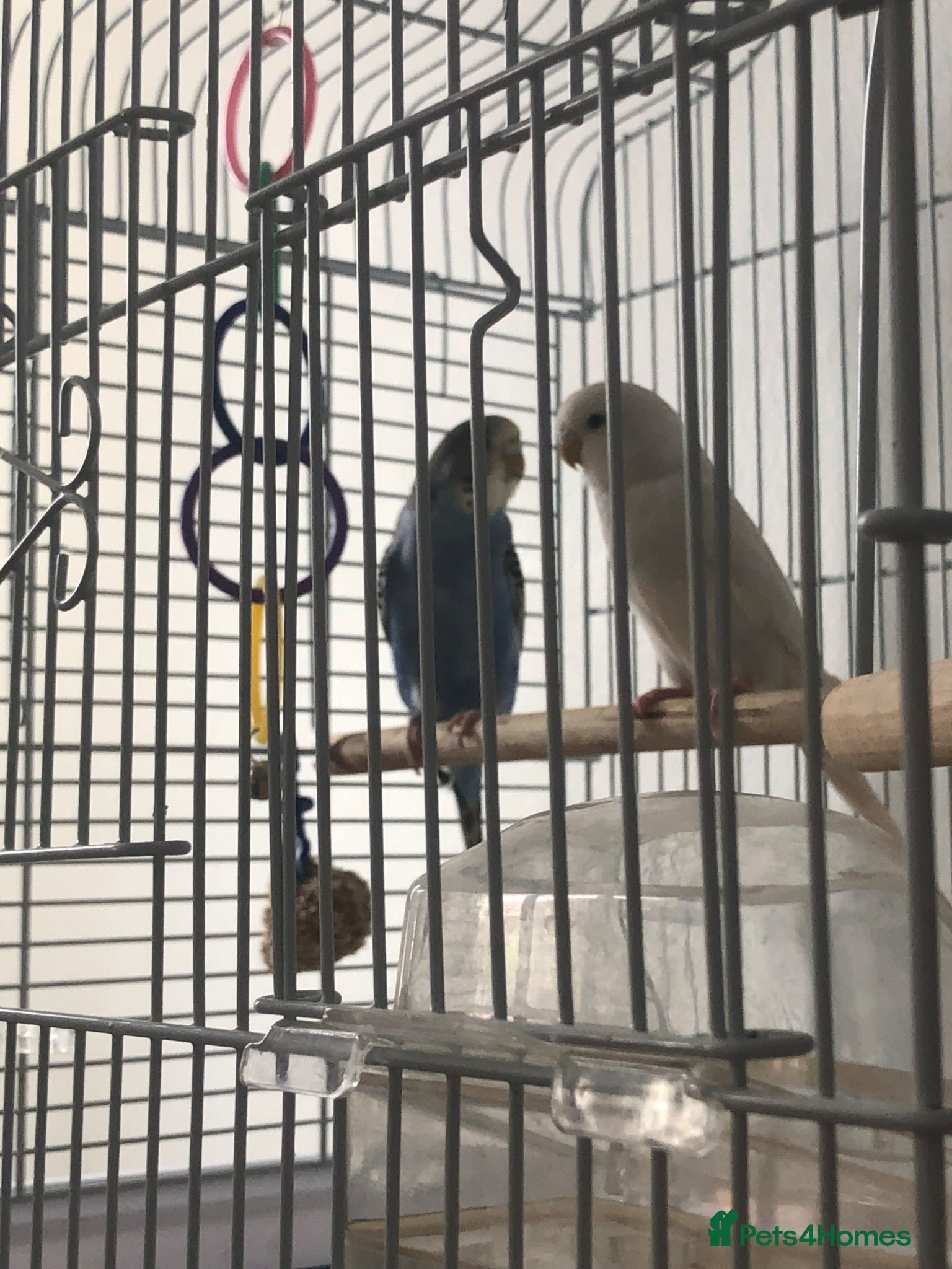 Budgerigars birds Budgies x2 - Advert 1