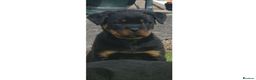 Rottweiler dogs for sale: Rottweiler Puppies KC Registered- Ready to Leave - Advert 7