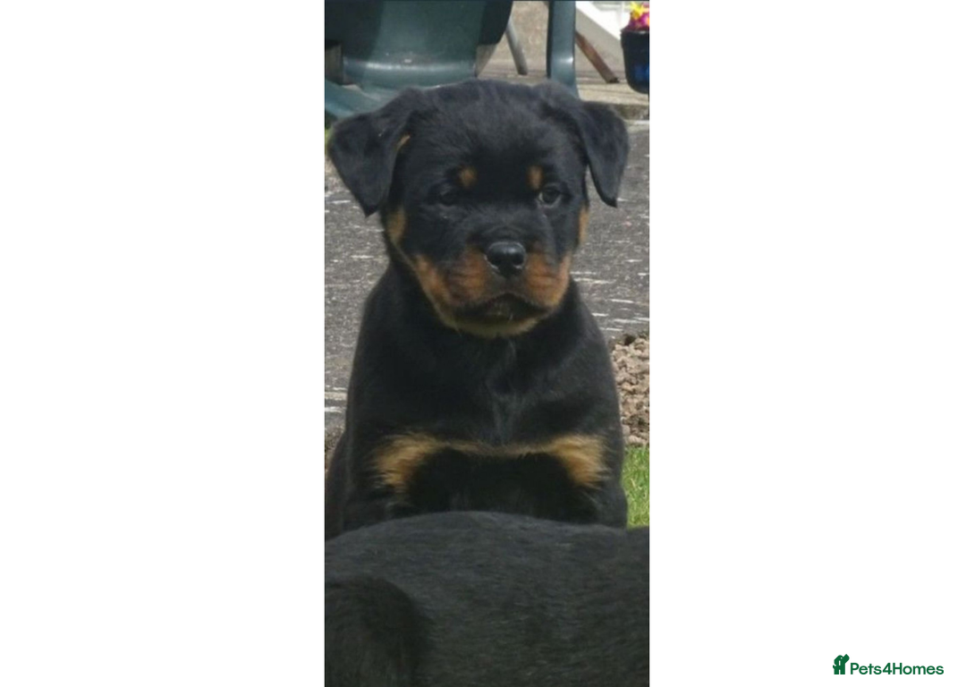Rottweiler dogs for sale: Rottweiler Puppies KC Registered- Ready to Leave - Advert 7