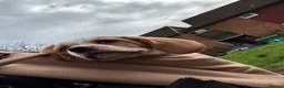 Mixed Breed dogs for sale: 6 month old pup  - Advert 27