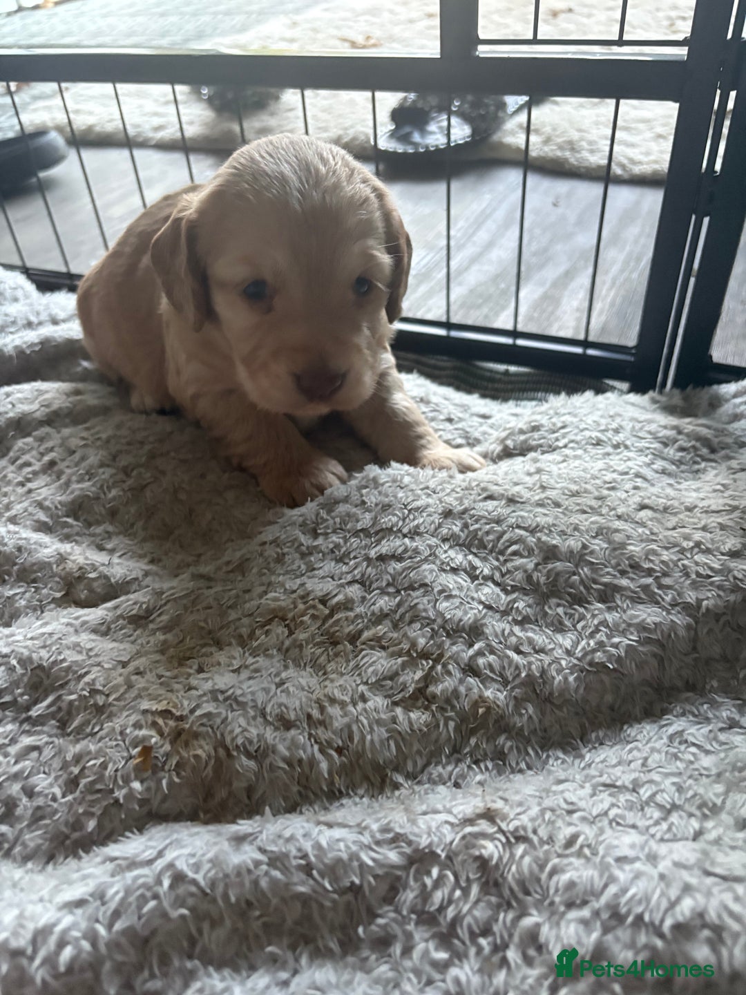 Cocker Spaniel dogs for sale: KC FTCH working cocker spaniel puppy’s  - Image 20