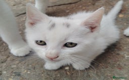 Mixed Breed cats for sale: Mircochipped female white kitten  - Image 1
