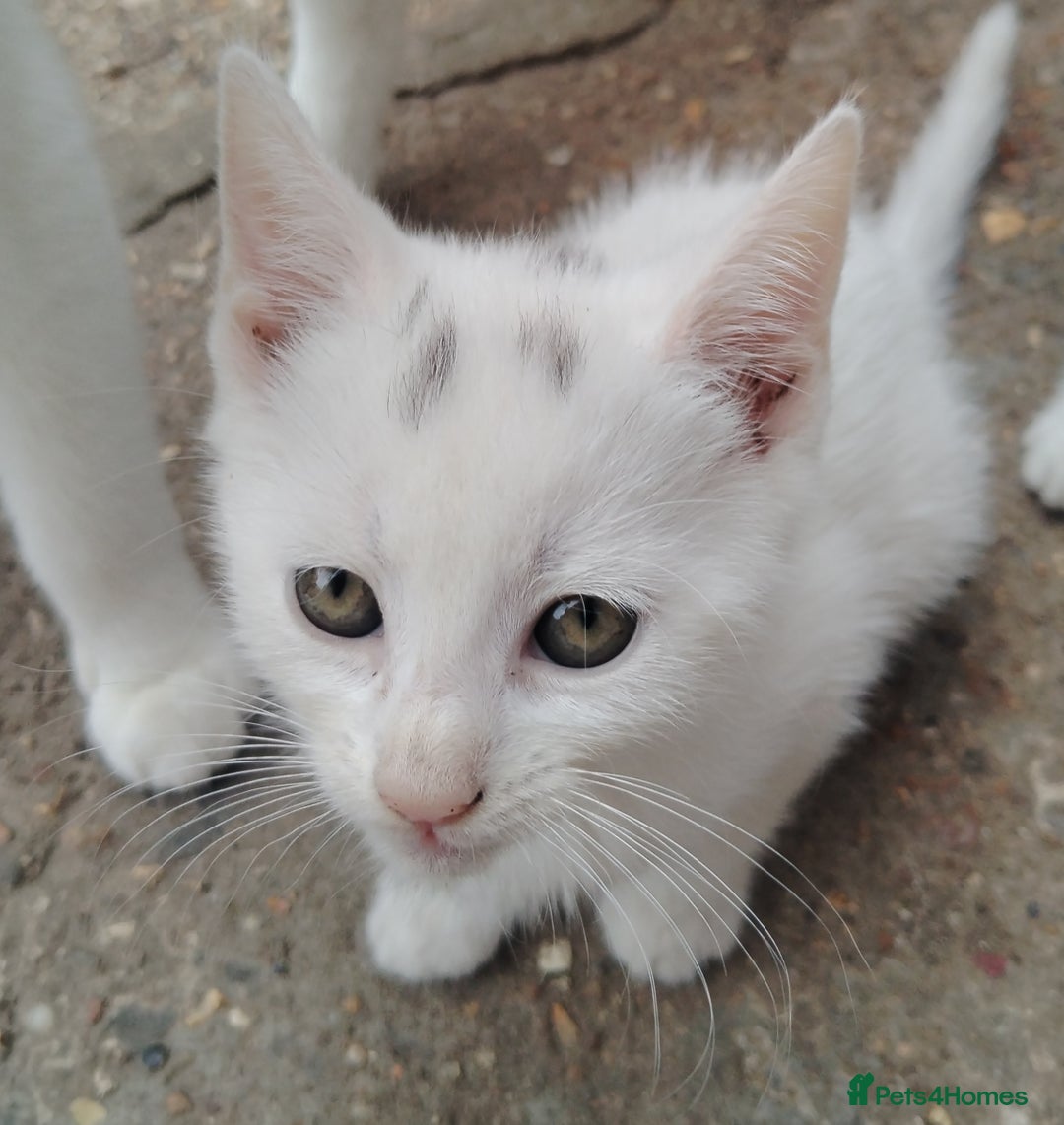 Mixed Breed cats for sale: Mircochipped female white kitten  - Image 1