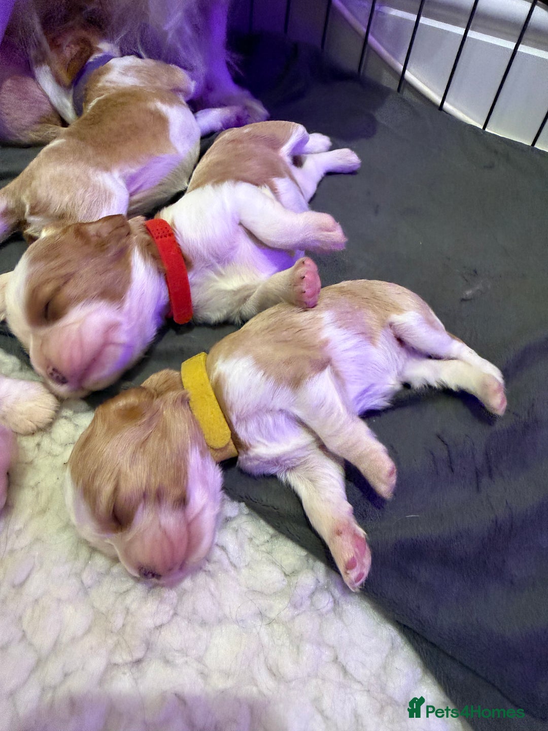 Cavalier King Charles Spaniel dogs for sale: King Charles Cavalier Puppies 5⭐️Breeder Blenheim - Advert 3