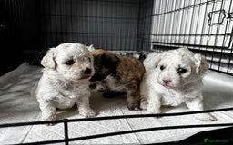 Shichon dogs for sale: 5 beautiful Shichon girls  - Image 19