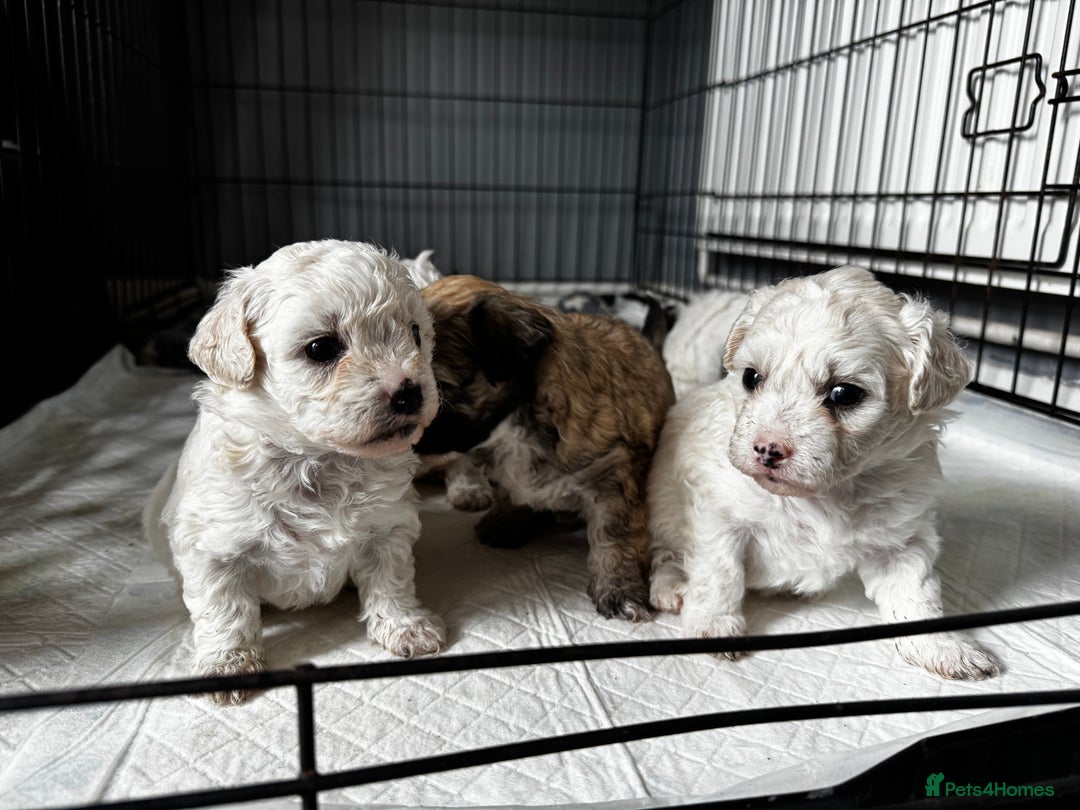 Shichon dogs for sale: 5 beautiful Shichon girls  - Image 19
