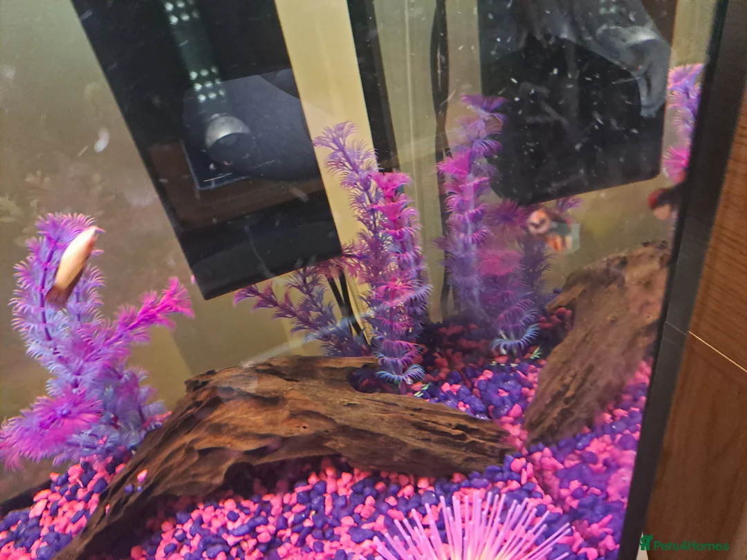 Bettas fish for sale: Female bata fish and cherry barbs  - Advert 10