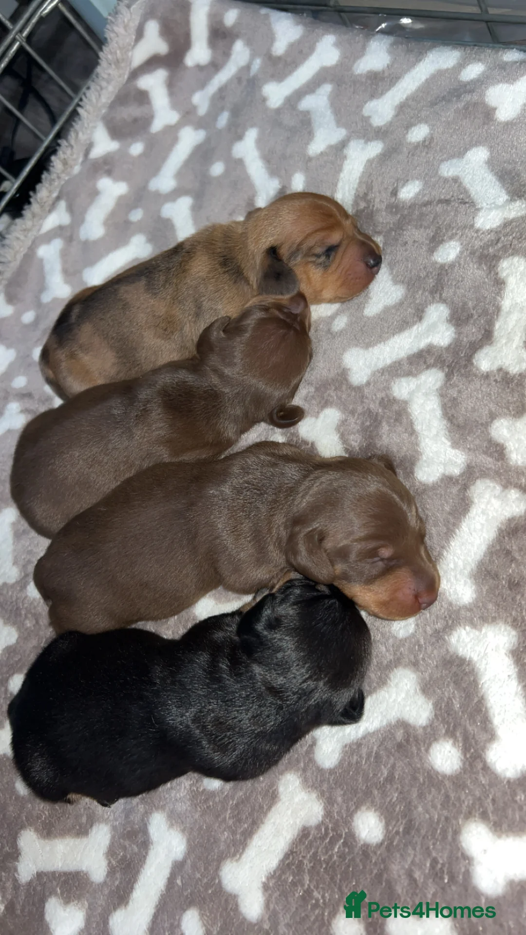 Miniature Dachshund dogs for sale: Miniature dachshund 🐶🩷🩵 - Advert 10
