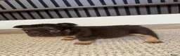 French Bulldog dogs for sale: LITTLE LUXURY PUPPIES! BEAUTIFUL FLUFFY FRENCHIES  - Advert 7
