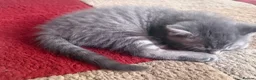 Ragdoll cats for sale: Ragdoll kittens 8 weeks old.  - Advert 22