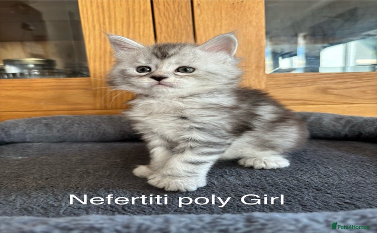 Maine Coon cats - Advert 7