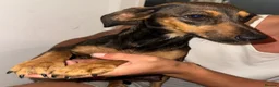 Mixed Breed dogs for sale: Mixed Breed Puppys  - Advert 2