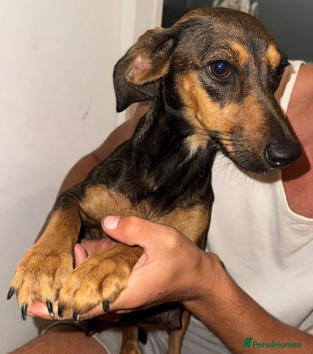 Mixed Breed dogs for sale: Mixed Breed Puppys  - Advert 2