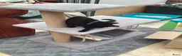 Mixed Breed cats for sale: Feral kittens  in Durham - Advert 10
