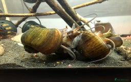 Snails invertebrates for sale: 10x golden apple snails (young) - Image 4