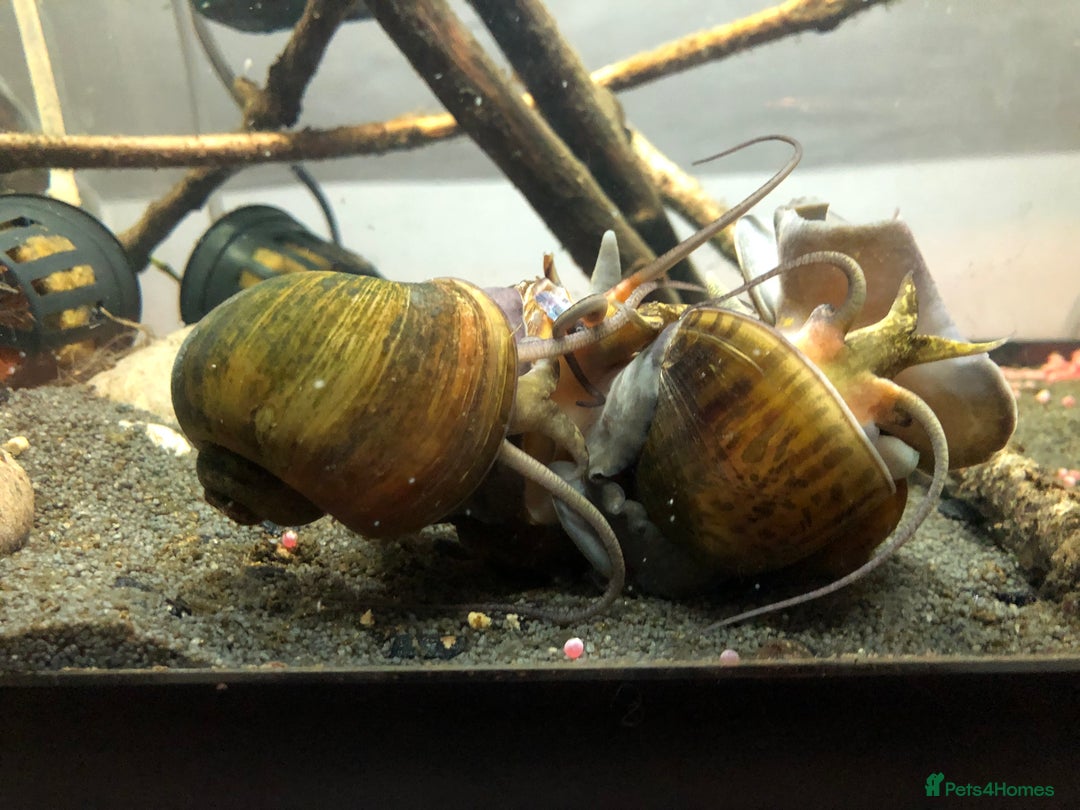 Snails invertebrates for sale: 10x golden apple snails (young) - Image 4