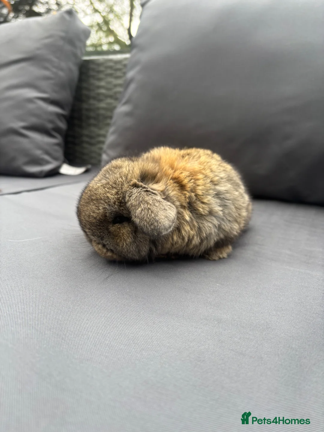 Mini Lop rabbits for sale: Pure mini lop  - Advert 4