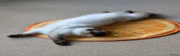 Ragdoll cats for sale: Female Ragdoll Cat For Rehoming - Advert 3