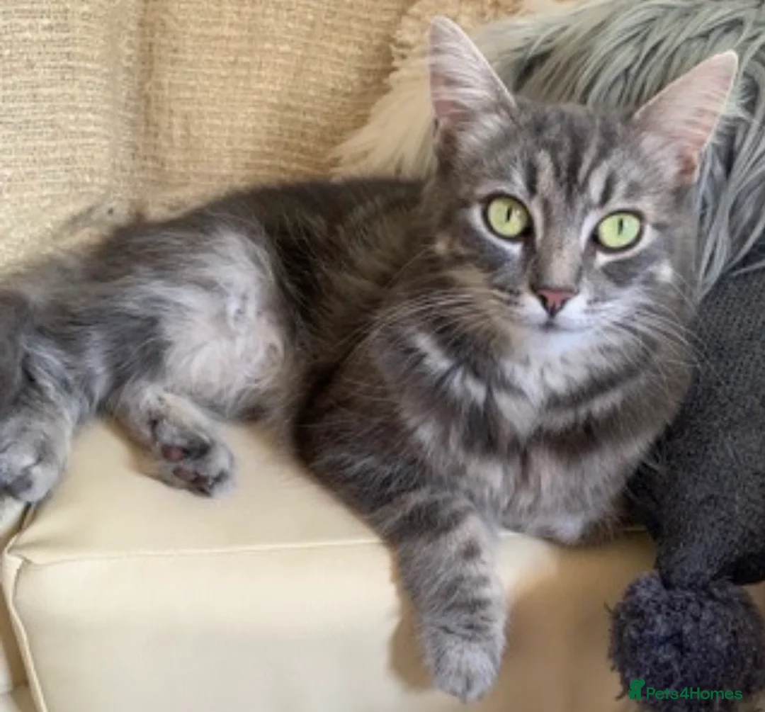 Mixed Breed cats for sale: Adorable Little Bundles of Joy - Advert 13